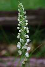 Goodyera pubescens