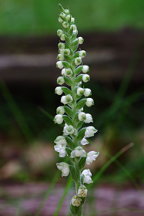 Goodyera pubescens