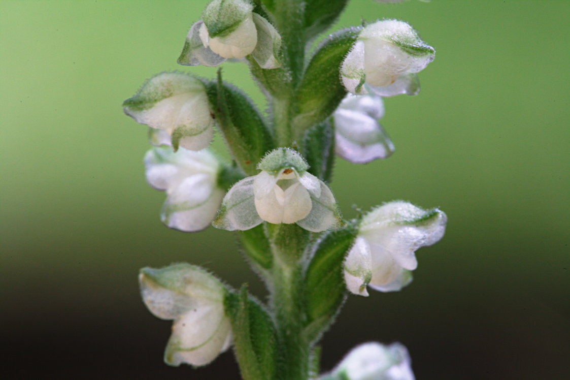 Downy Rattlesnake Plantain