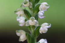 Downy Rattlesnake Plantain