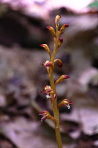 Corallorhiza maculata var. maculata