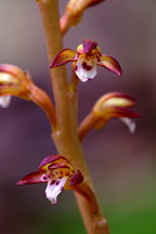 Corallorhiza maculata var. maculata