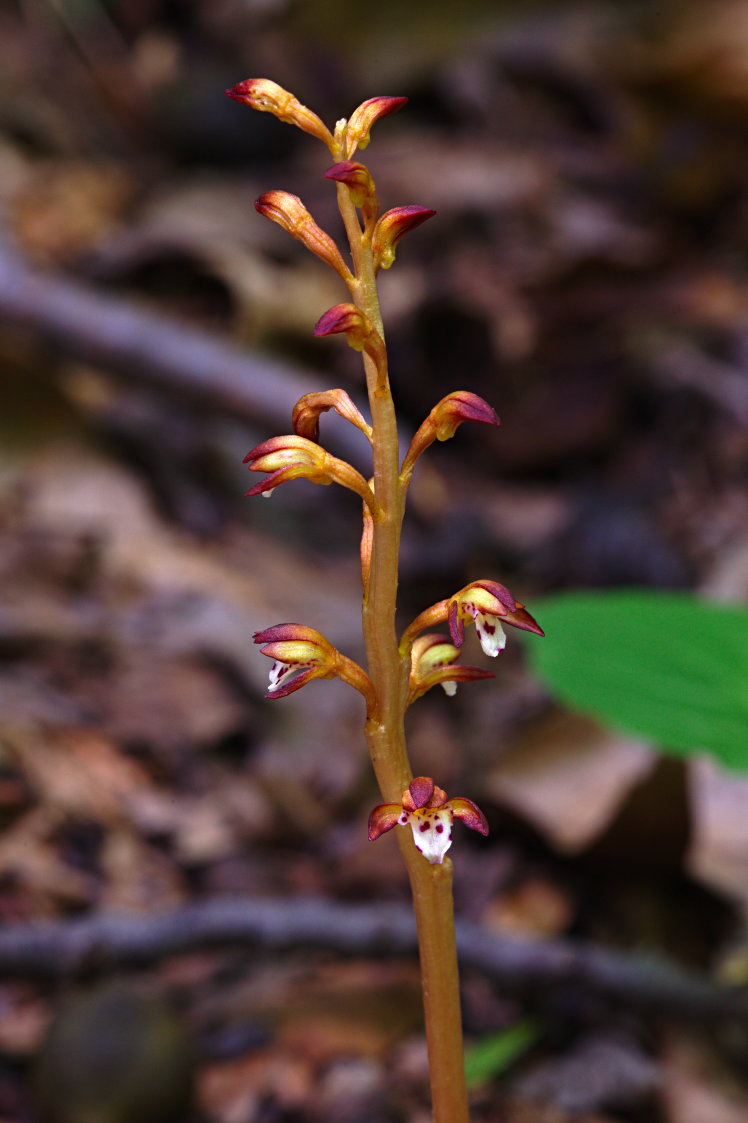 Spotted Coralroot