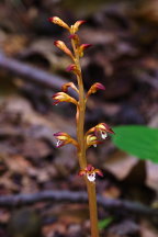 Corallorhiza maculata var. maculata