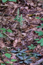 Goodyera pubescens