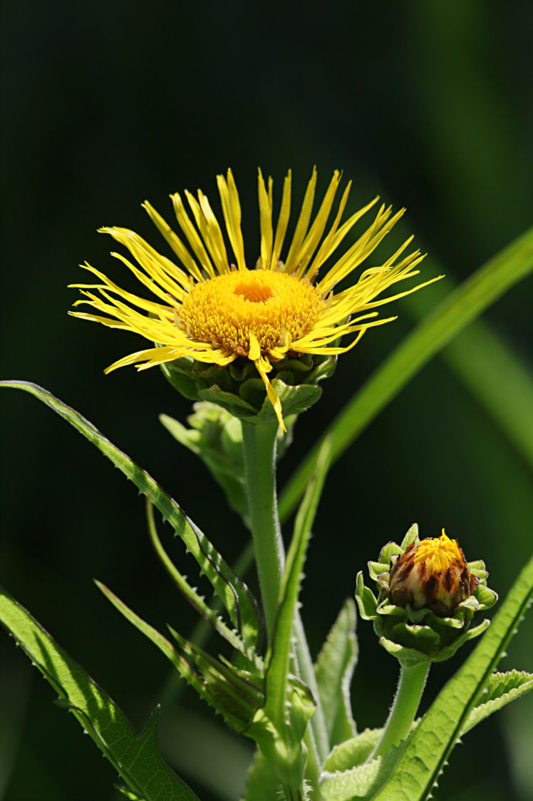 Elecampane