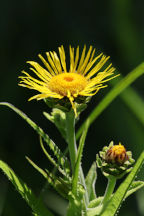 Elecampane