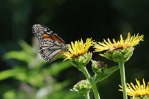 Monarch Butterfly on Elecampane