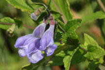 Marsh Skullcap