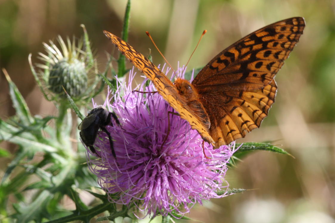 Great Spangled Fritillary on Field Thistle