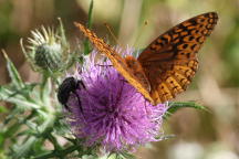 Cirsium discolor