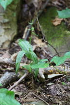 Epipactis helleborine