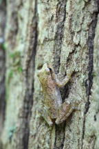 Northern Gray Treefrog