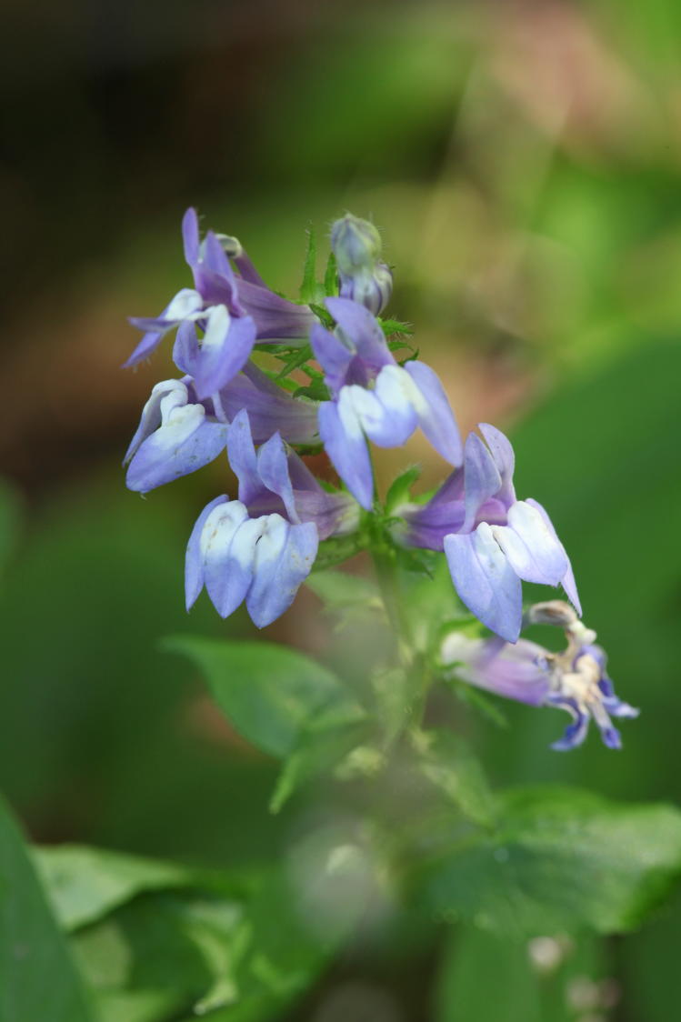 Great Blue Lobelia