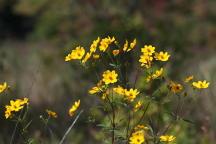 Bidens arisota