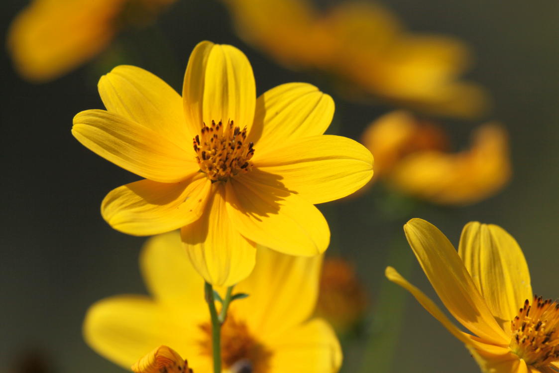 Midwestern Tickseed Sunflower