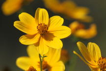 Bidens arisota