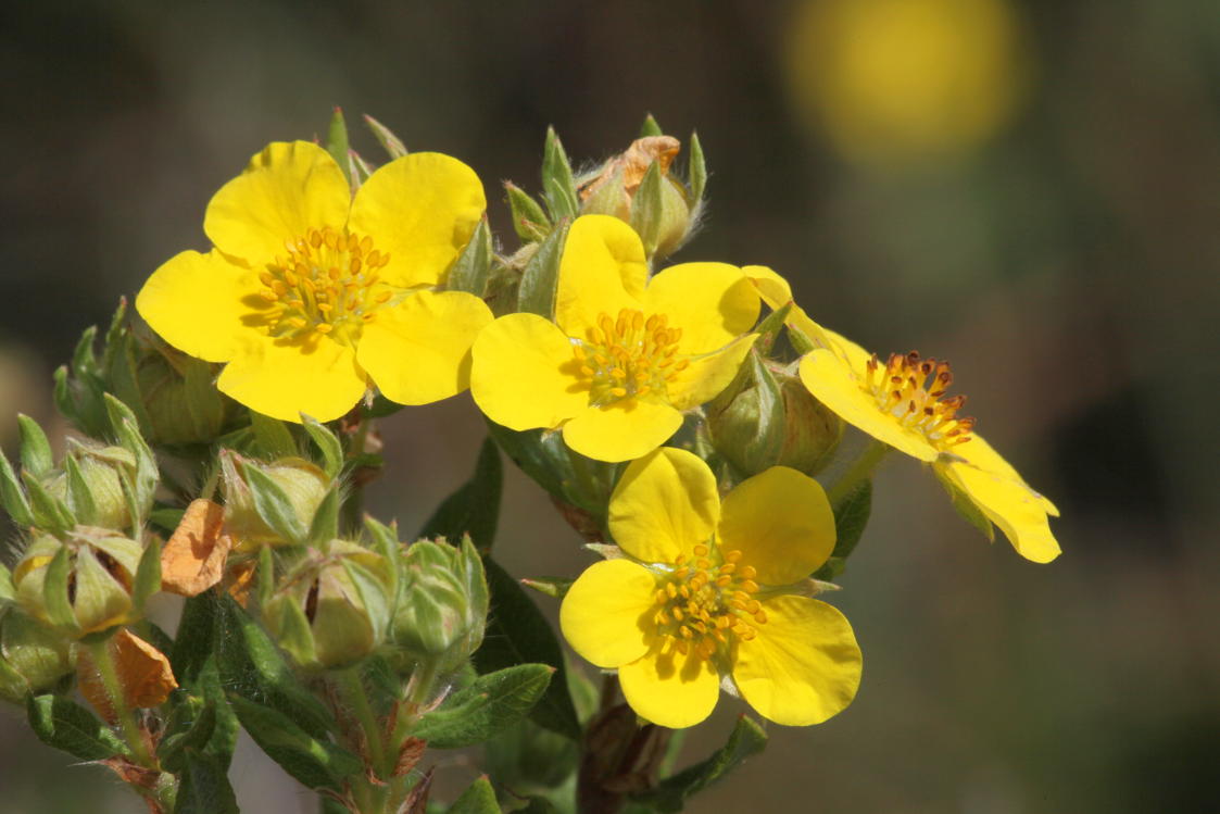 Shrubby Cinquefoil