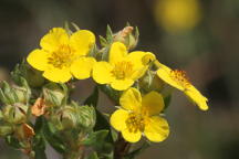 Shrubby Cinquefoil