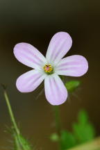 Geranium robertianum