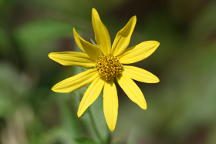 Helianthus strumosus