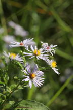 Symphyotrichum puniceum