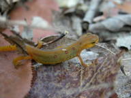 Red-Spotted Newt