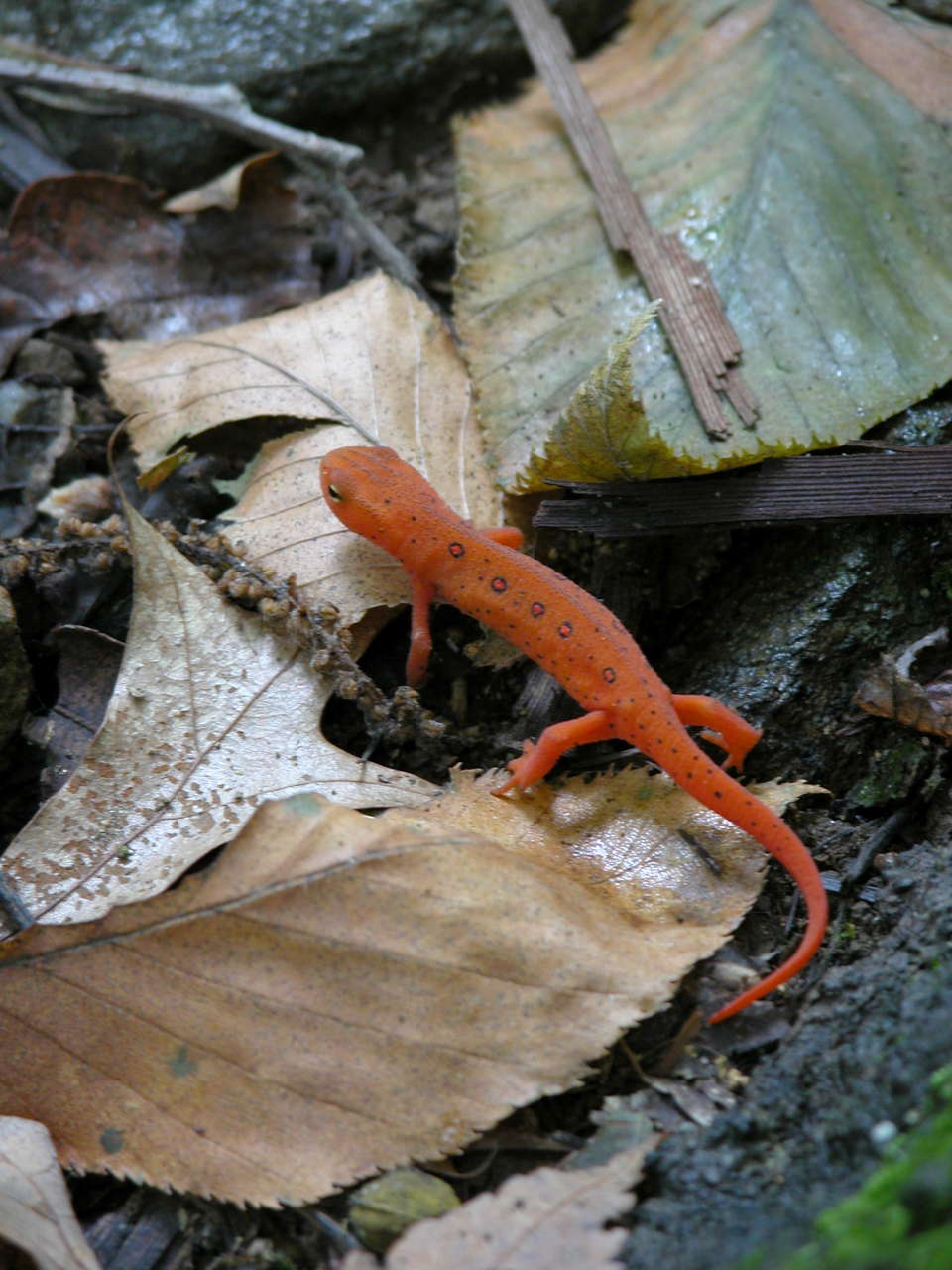 Red-Spotted Newt