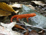 Red-Spotted Newt