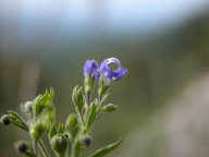 Trichostema dichotomum