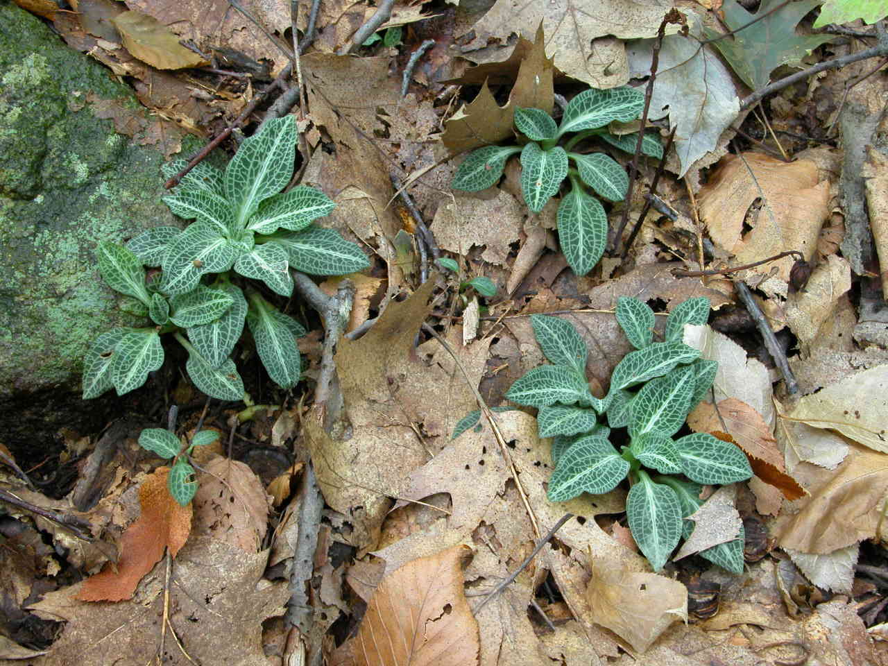 Downy Rattlesnake Plantain