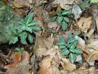 Goodyera pubescens