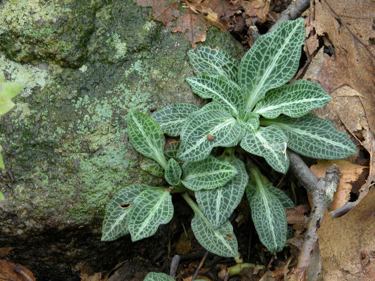 Downy Rattlesnake Plantain