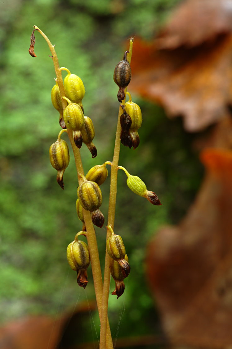 Autumn Coralroot