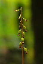 Corallorhiza odontorhiza var. odontorhiza