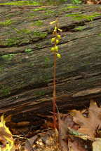 Autumn Coralroot