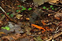 Red-Spotted Newt