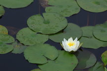 Nymphaea odorata