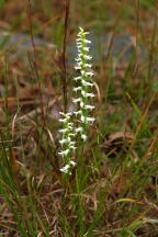 Spiranthes ochroleuca