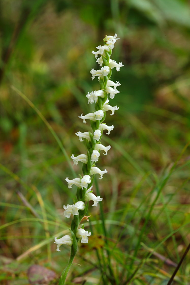 Yellow Ladies' Tresses