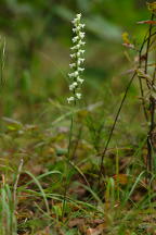 Spiranthes ochroleuca