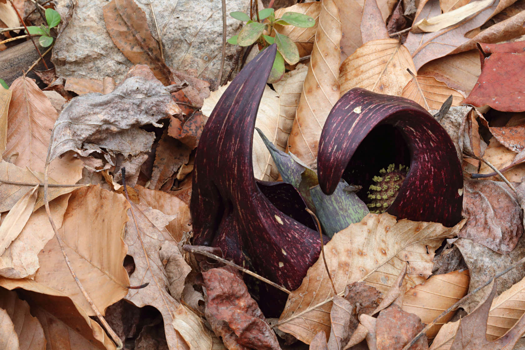 Skunk Cabbage