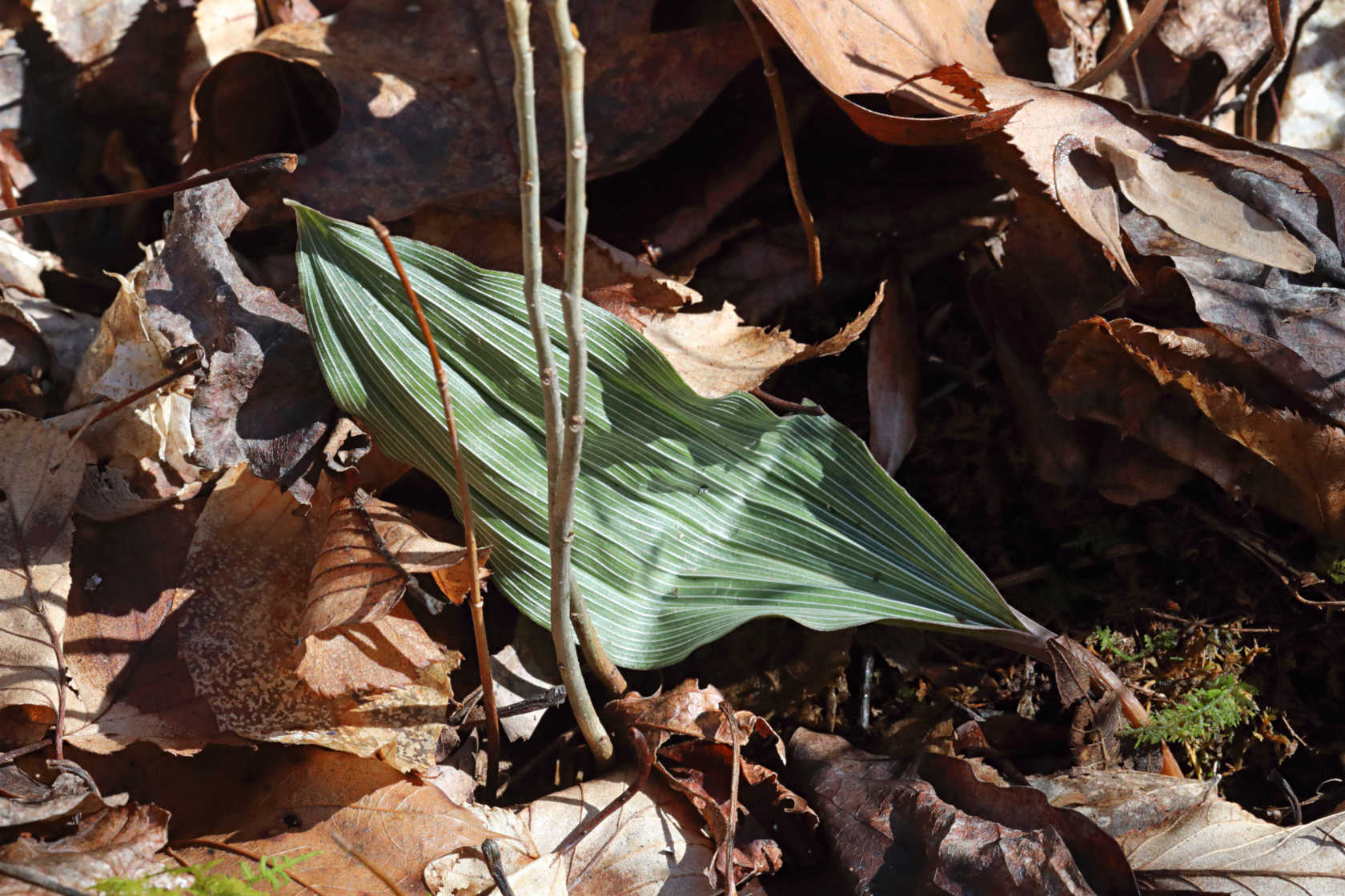 Puttyroot