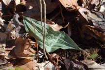 Puttyroot
