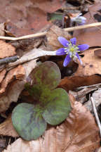 Hepatica nobilis