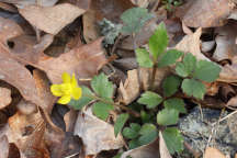 Ranunculus hispidus