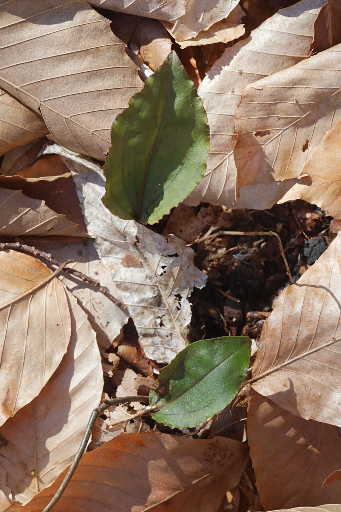 Cranefly Orchid