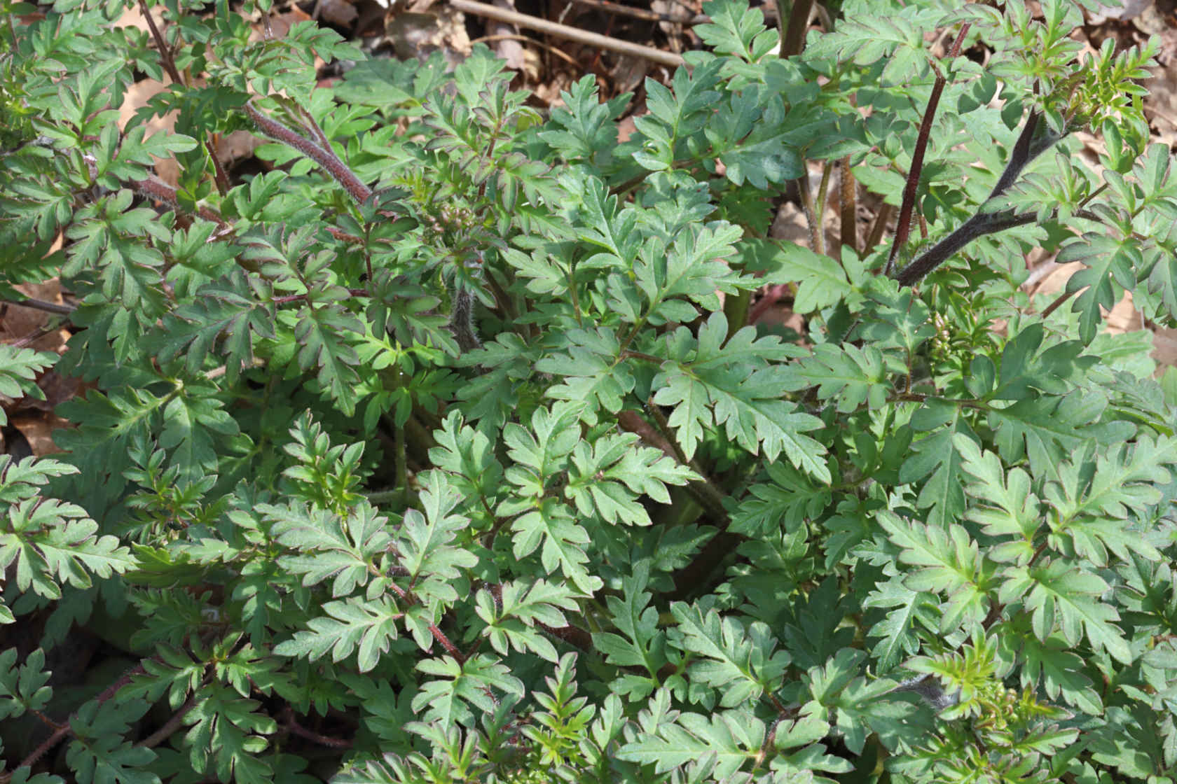 Forest Phacelia