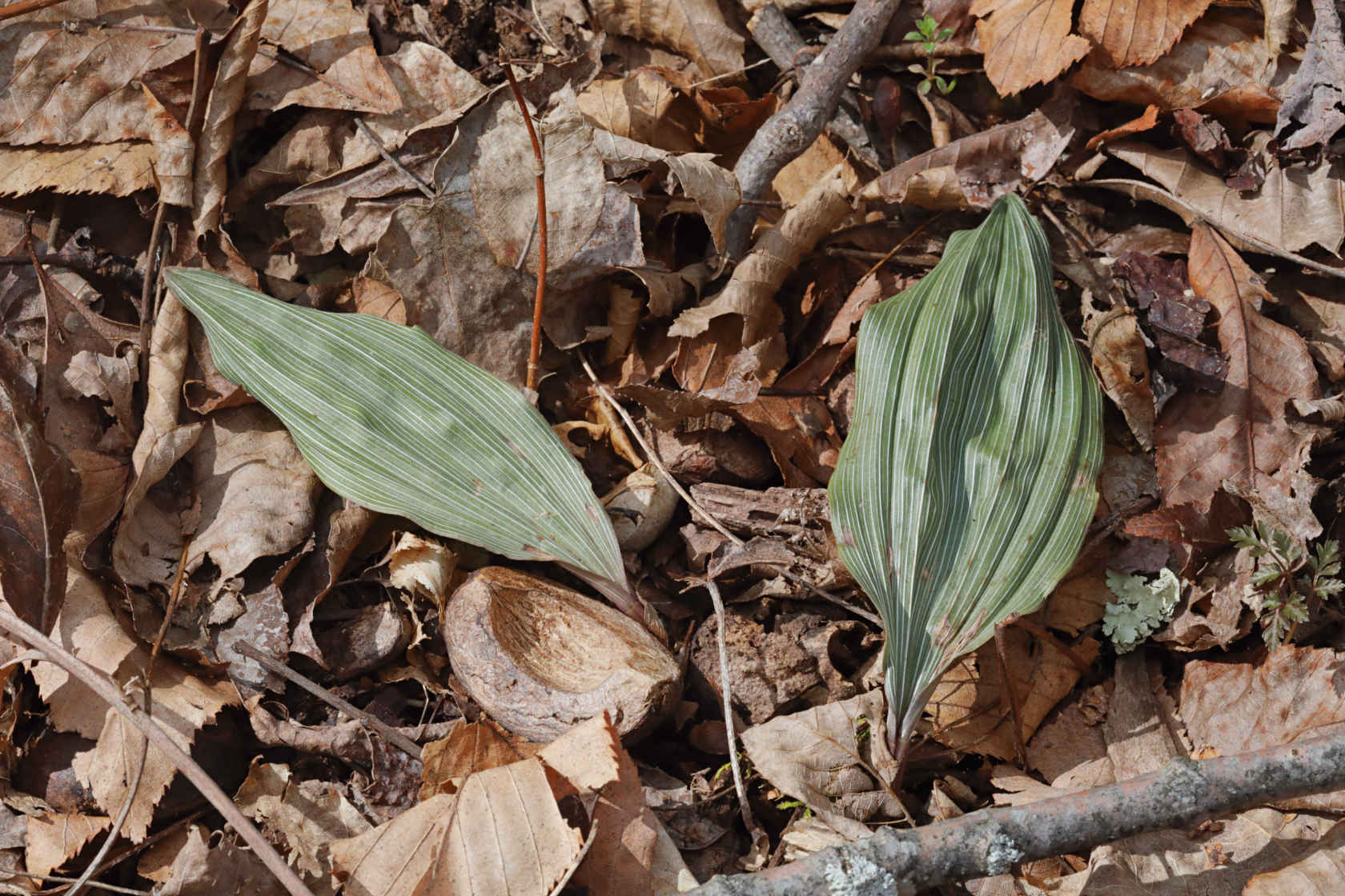 Puttyroot