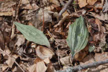 Puttyroot